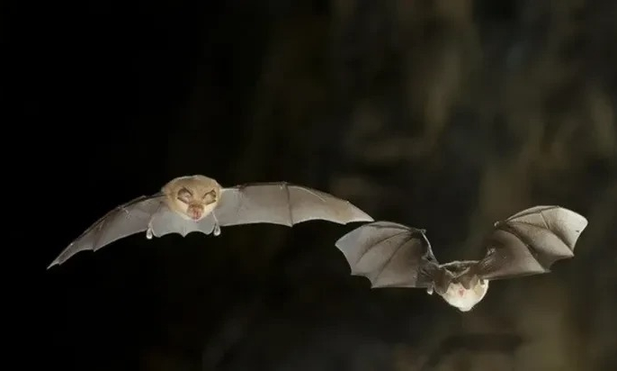 Biến đổi khí hậu làm tăng nguy cơ lây truyền virus từ động vật sang người