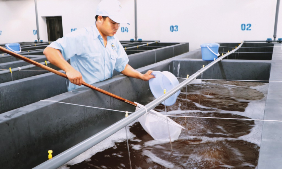 Chú trọng chất lượng nguồn giống thủy sản 