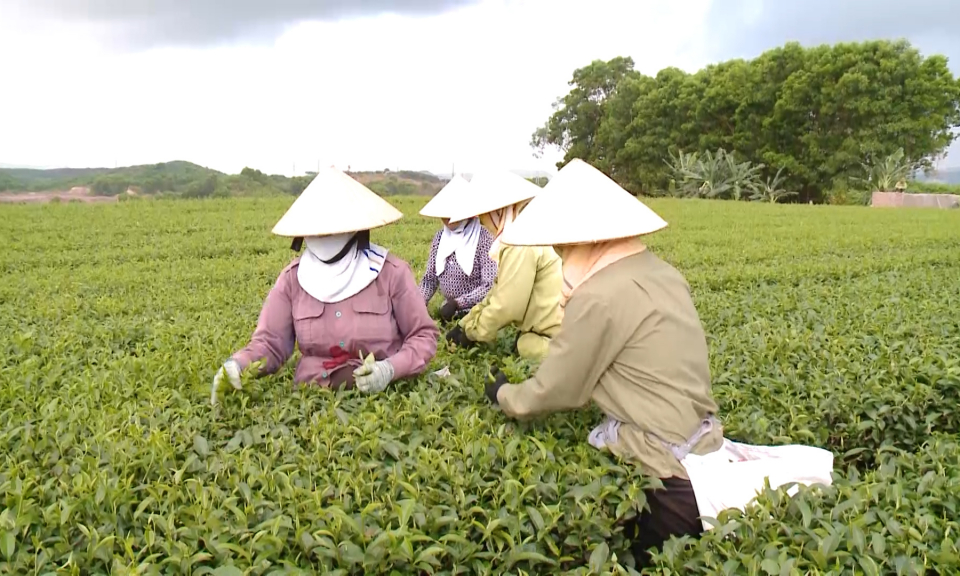 Thúc đẩy liên kết sản xuất trong nông nghiệp