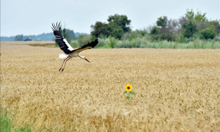 Liên hợp quốc tìm cách đưa hàng hóa Nga, Ukraine trở lại thị trường