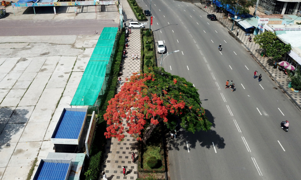 Cây phượng 'nửa lá nửa hoa'