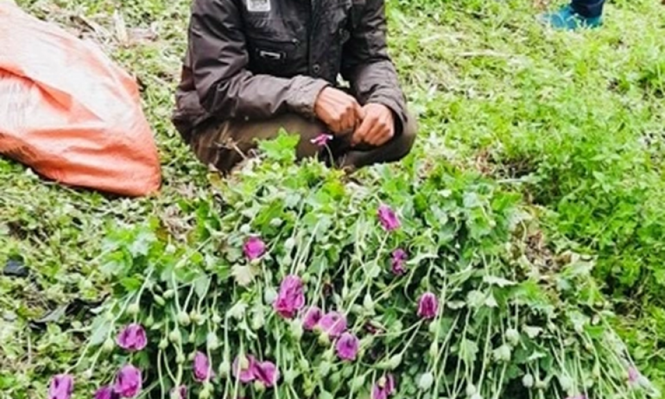 Bắt giữ khẩn cấp đối tượng trồng cây thuốc phiện ở Sa Pa