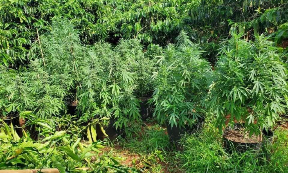 3 anh em ruột rủ nhau trồng cần sa trong rẫy cà phê