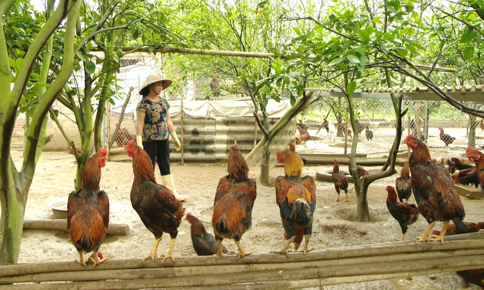 Đông Triều: Nhiều giải pháp để duy trì tổng đàn vật nuôi
