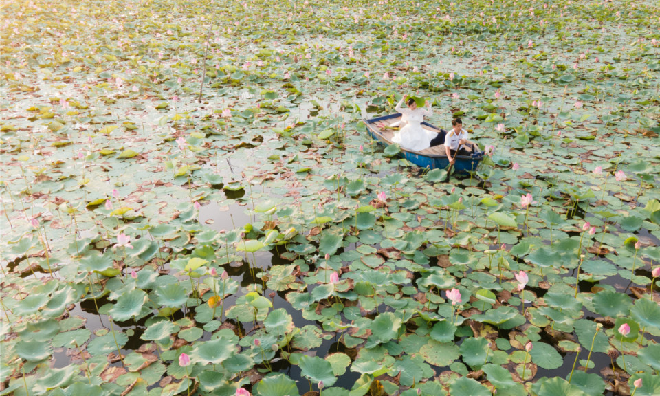 Bàu sen Bình Định