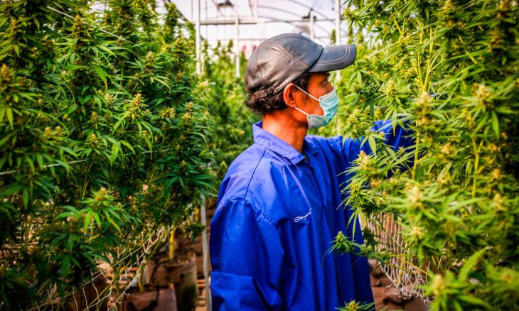 Thái Lan phát miễn phí 1 triệu cây cần sa cho người dân