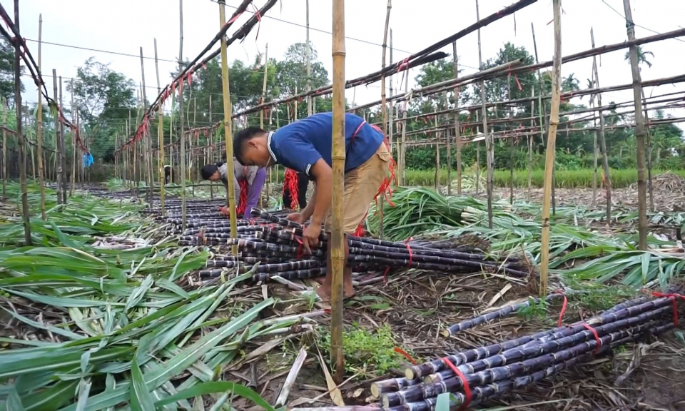 Đẩy mạnh tái cơ cấu sản xuất nông nghiệp ở Hải Hà