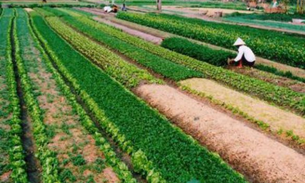 Thời hạn sử dụng đất nông nghiệp của cộng đồng dân cư