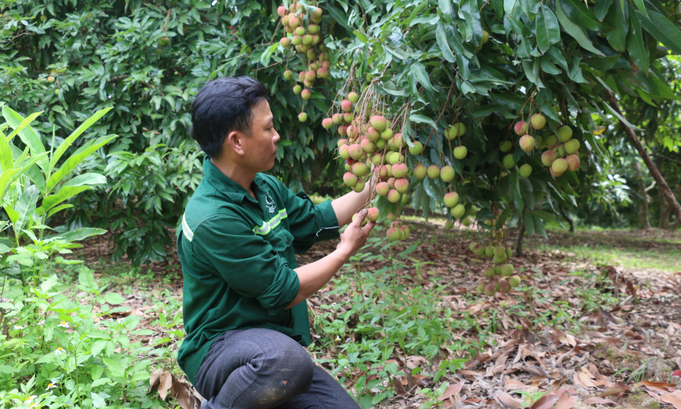 Nâng cao giá trị vải chín sớm Phương Nam