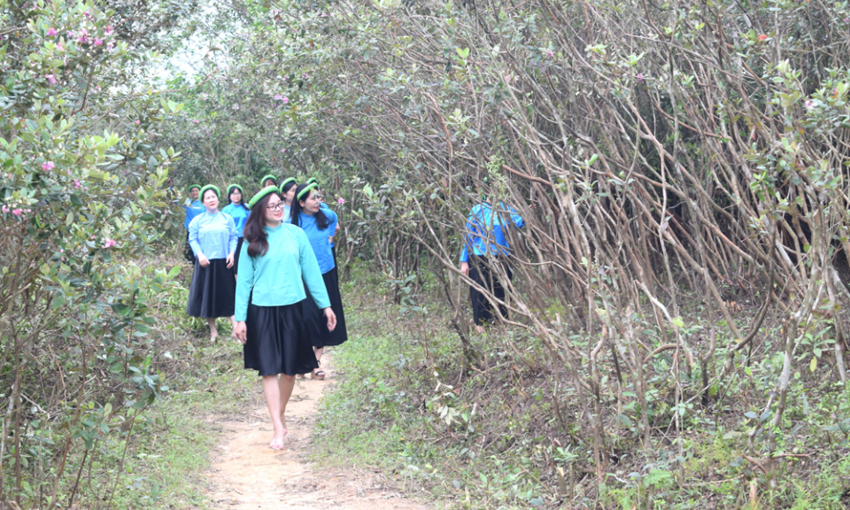 The season of Rose myrtle in Mong Cai