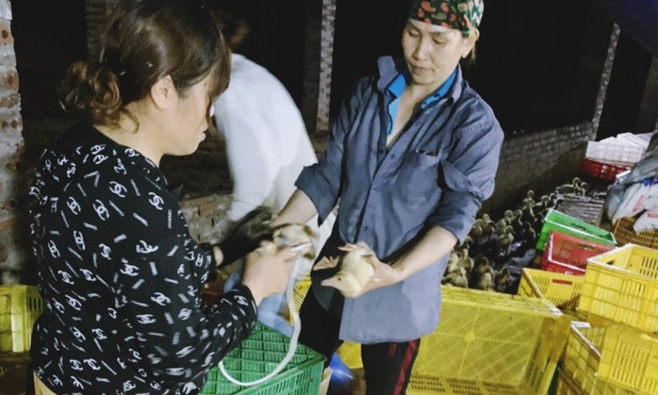 Đẩy nhanh tiêm phòng dịch bệnh cho đàn gia súc, gia cầm