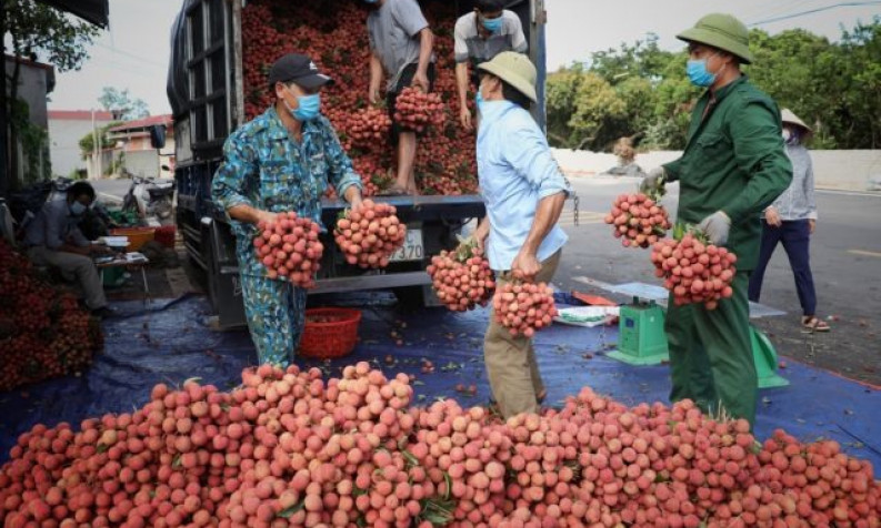 Enterprises expect strong growth in lychee exports
