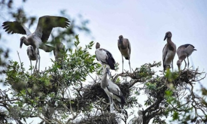Government takes action to protect wild birds