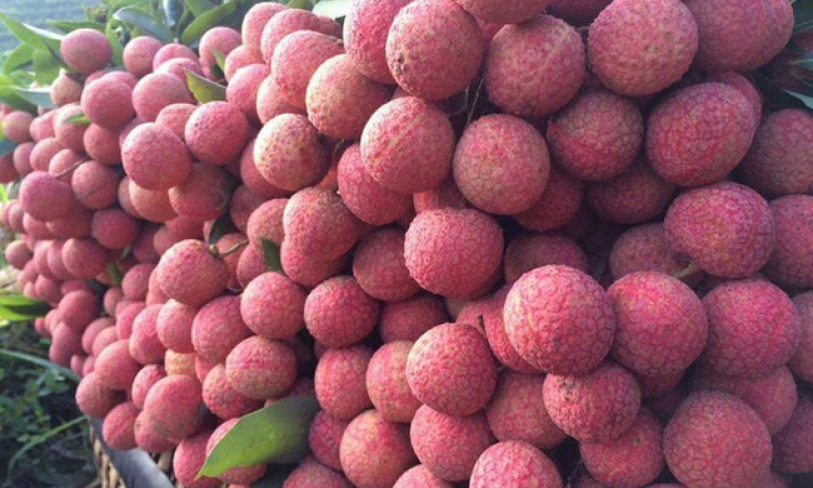 Bản tin vùng Đông Bắc ngày 31/5/2022