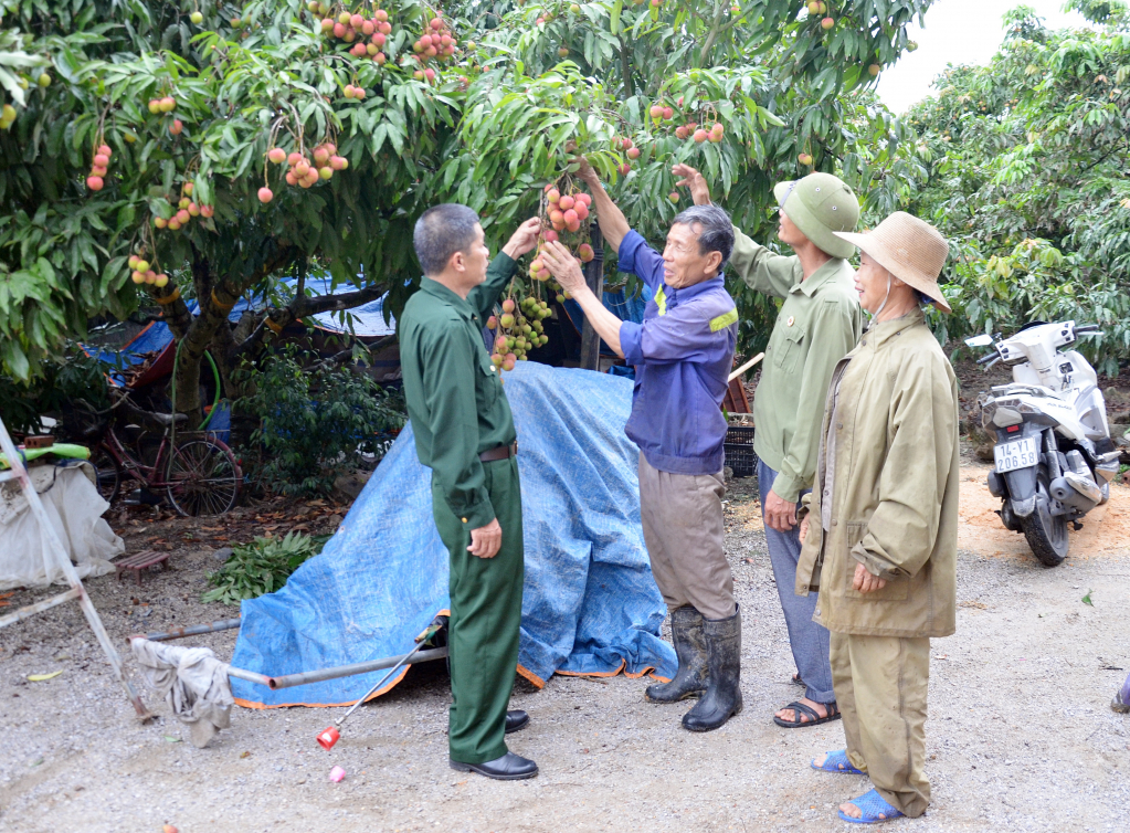 CCB Nguyễn Công Huân (thứ 2 trái sang) đánh giá chất lượng quả vải chín sớm năm nay.