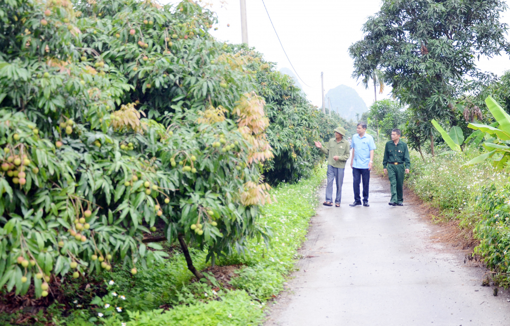 Lãnh đạo Hội CCB TP Uông Bí và Hội CCB phường Phương Nam thăm mô hình trồng vải chín sớm của CCB Lê Công Vĩnh (khu Phong Thái).