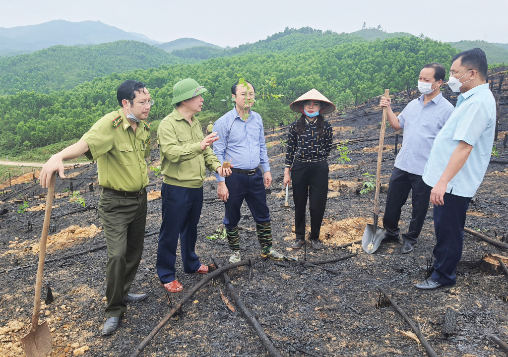 Lãnh đạo Sở NN&PTNT, huyện Ba Chẽ kiểm tra tình hình thực tế trồng rừng lim, giổi, lát tại xã Đồn Đạc, huyện Ba Chẽ.