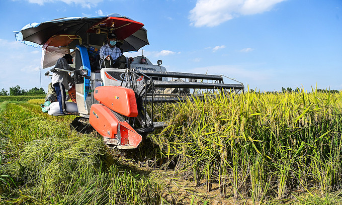 Rice export prices continue to drop