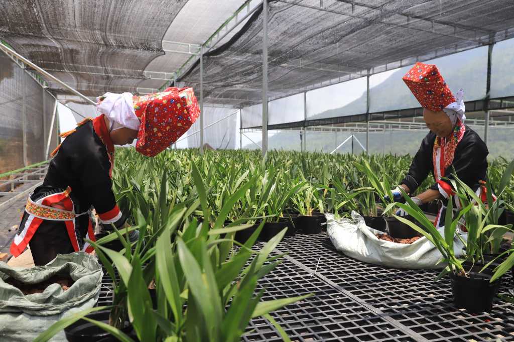 Nhờ định hướng, tập huấn của HTX Hoa Bình Liêu, người dân địa phương giờ đã biết thêm kỹ thuật trồng và chăm sóc hoa để phát triển kinh tế gia đình.