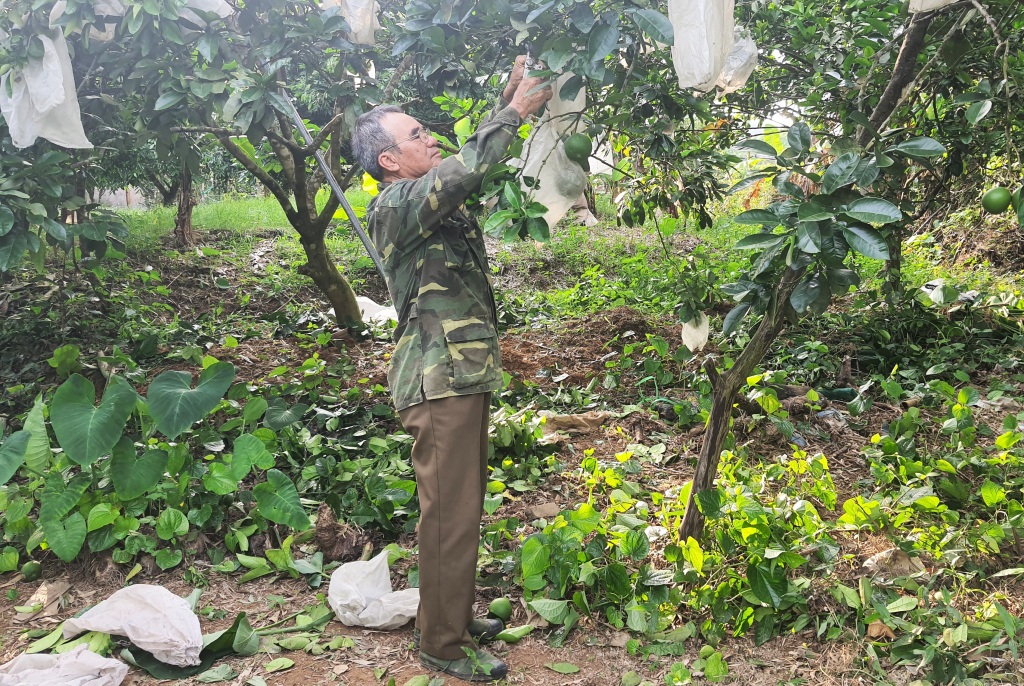 Ông Nguyễn Viết Thự bao bọc quả bưởi da xanh chống côn trùng.