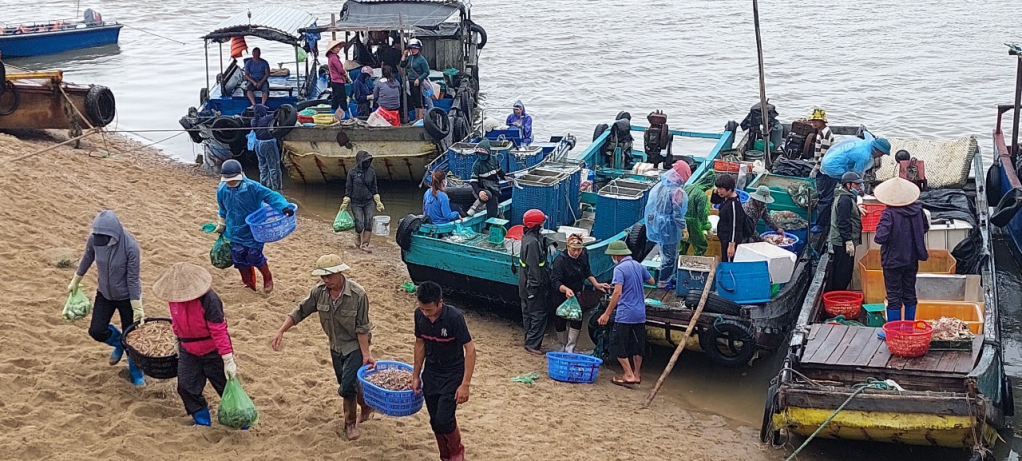 Hoạt động thu mua hải sản tại khu vực bến mũi Ngọc, phường Bình Ngọc (Móng Cái)