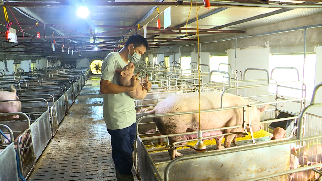 Đàn lợn của hộ anh Nguyễn Văn Duy, thôn Tân Thành, xã Việt Dân, TX Đông Triều được kiểm tra sức khỏe trước khi tiêm.