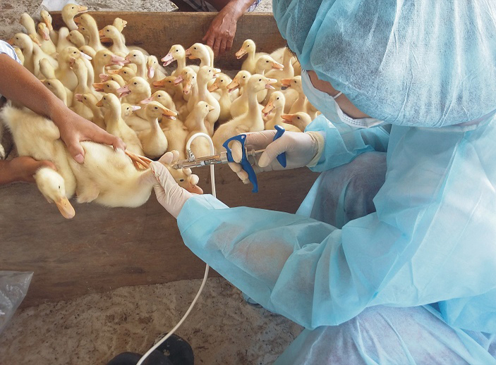 Cán bộ thú y huyện Đầm Hà tiêm vắc-xin cho gia cầm. 