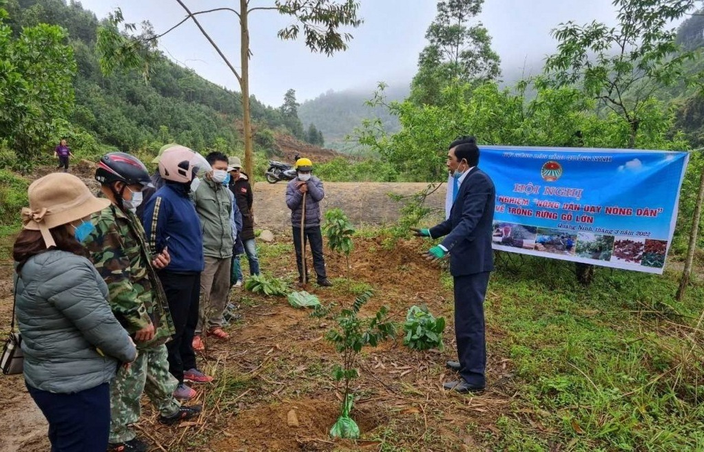Hội Nông dân tỉnh tập huấn kỹ thuật trồng rừng gỗ lớn cho nông dân huyện Bình Liêu. Ảnh: Nguyên Ngọc