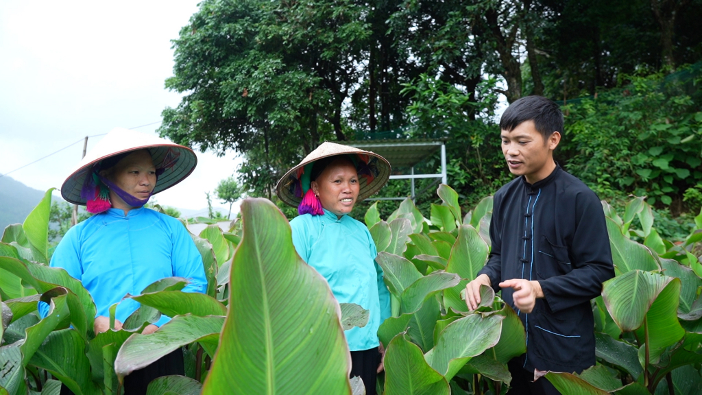 Bí thư Chi bộ, Trưởng thôn Lục Ngù (xã Húc Động) Sằn A Sạm hướng dẫn nhân dân trồng cây dong riềng để phát triển kinh tế.