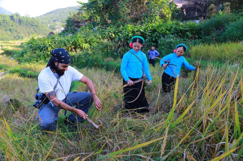 Du khách trải nghiệm gặt lúa cùng người dân tại Hội Mùa vàng Bình Liêu năm 2021.