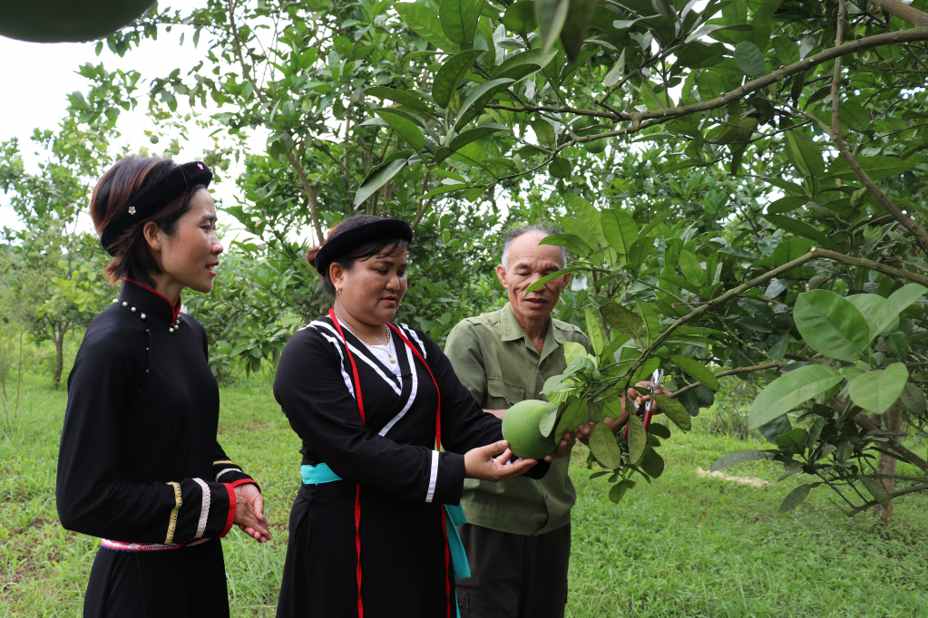 Chị Díu Thị Lan hướng dẫn các biện pháp chăm sóc cây trồng cho người dân.