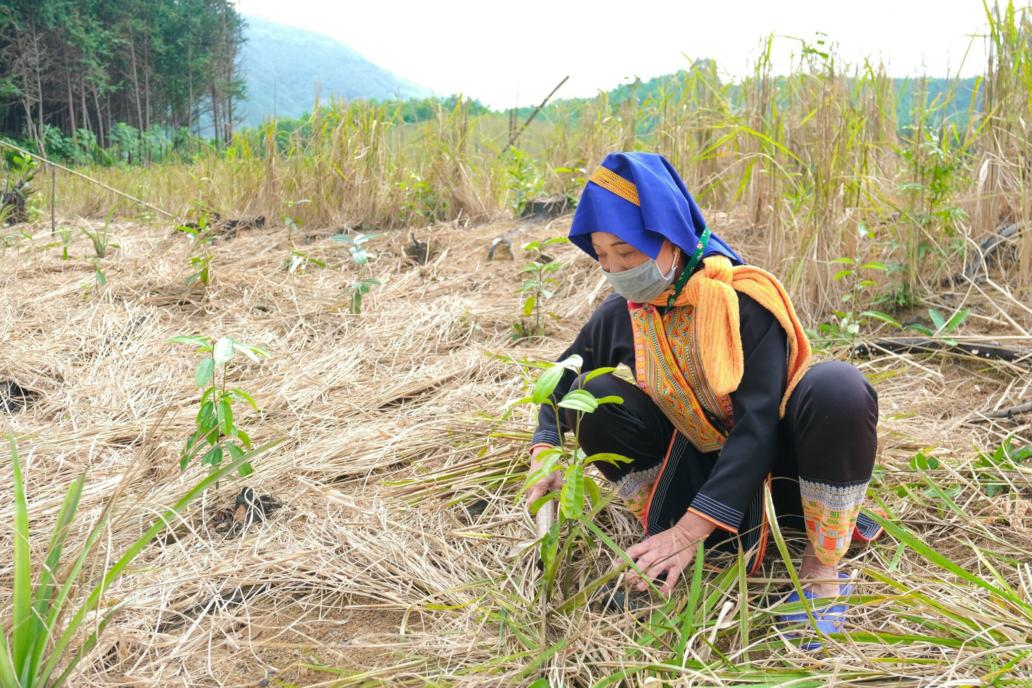 Ảnh trong văn bản