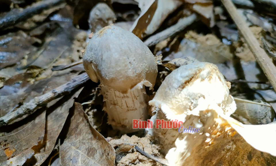 Trúng đậm “lộc trời”