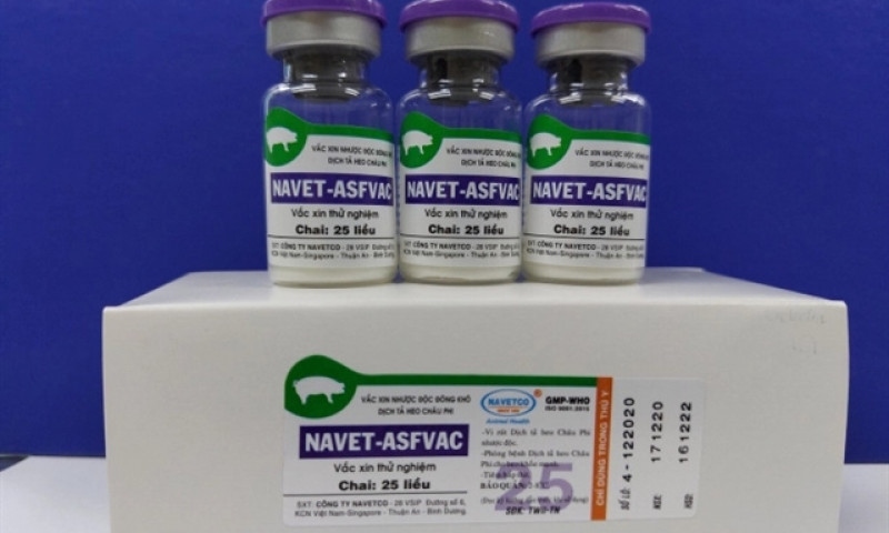 Việt Nam successfully produces vaccine against African swine fever