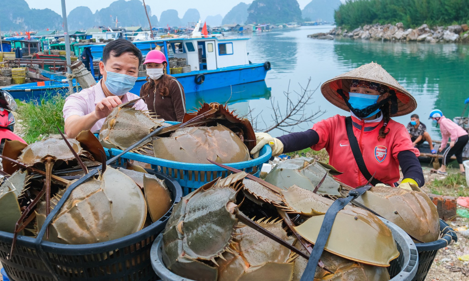 Quảng Ninh: 11 chương trình tín dụng chính sách sẽ được hỗ trợ lãi suất