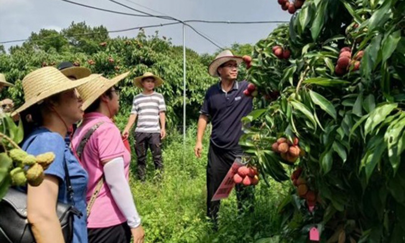Trung Quốc nhân rộng vải thiều không hạt nhờ đột phá về công nghệ