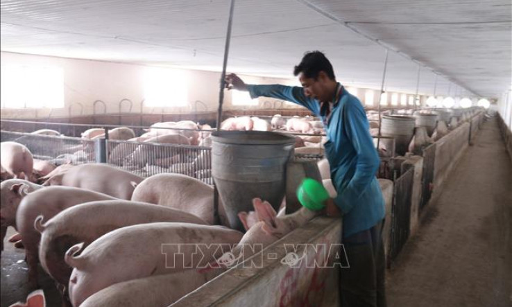 Làn sóng đầu tư vào chăn nuôi