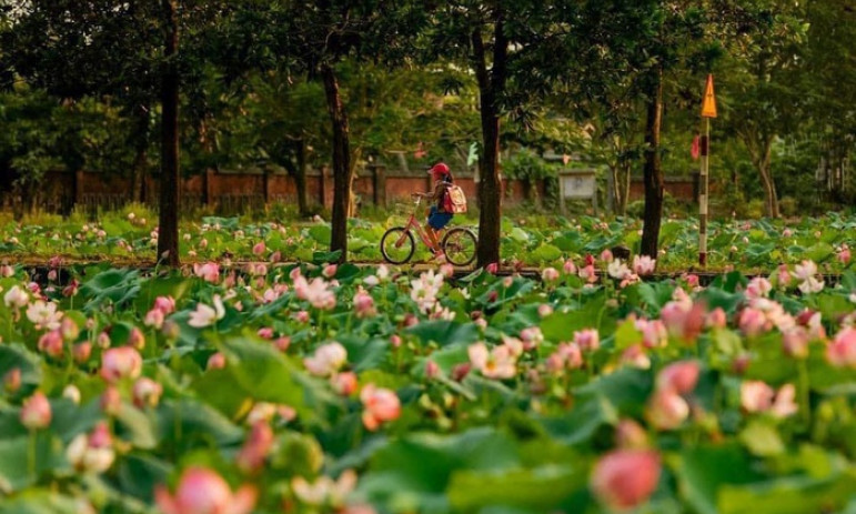 'Thương nhớ' một mùa sen về trên Cố đô Huế
