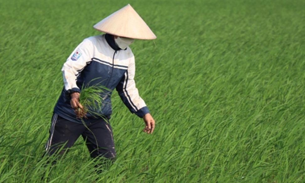 Chủ động phòng dịch hại bảo vệ mùa màng