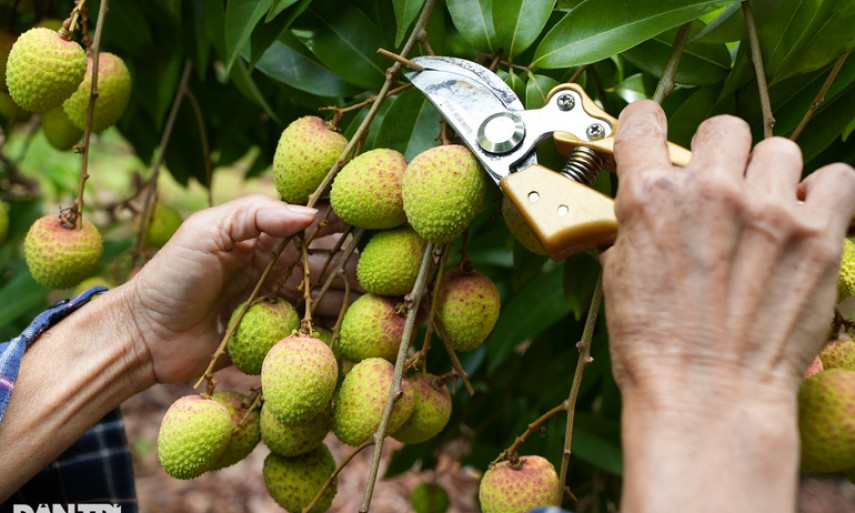 6 công dụng của quả vải với sức khỏe