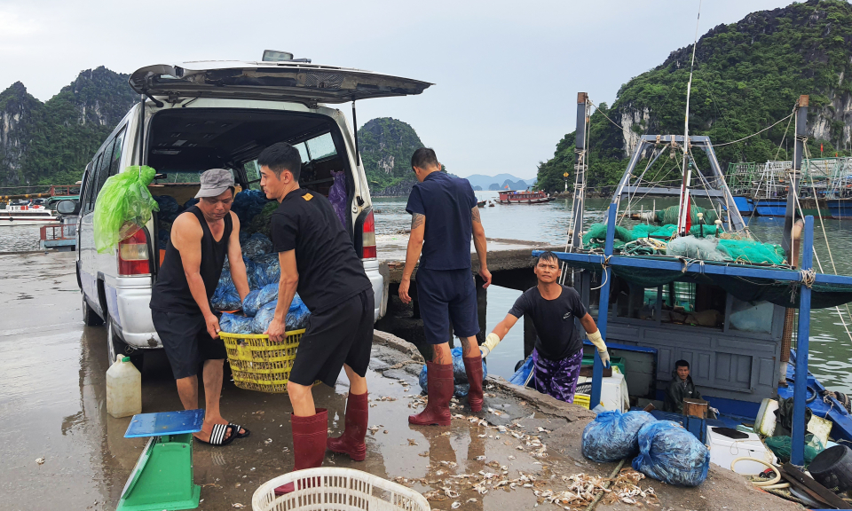 Gỡ “thẻ vàng” IUU: Cần giải pháp phù hợp và quyết tâm cao
