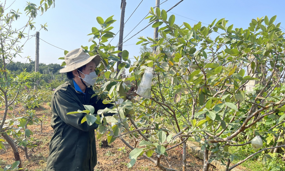 Kinh tế trên đà phục hồi