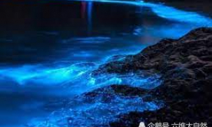 “蓝眼泪”奇观