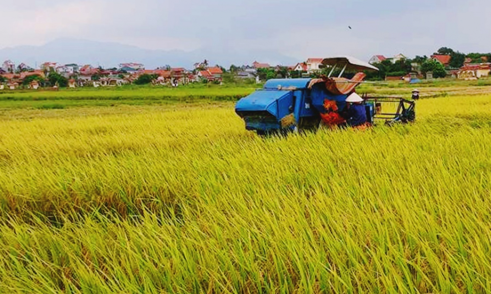 Đẩy nhanh tiến độ thu hoạch lúa vụ chiêm xuân