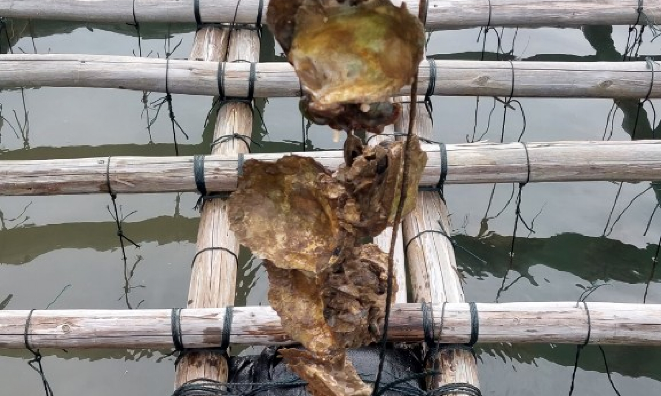 Mùa hàu buồn!