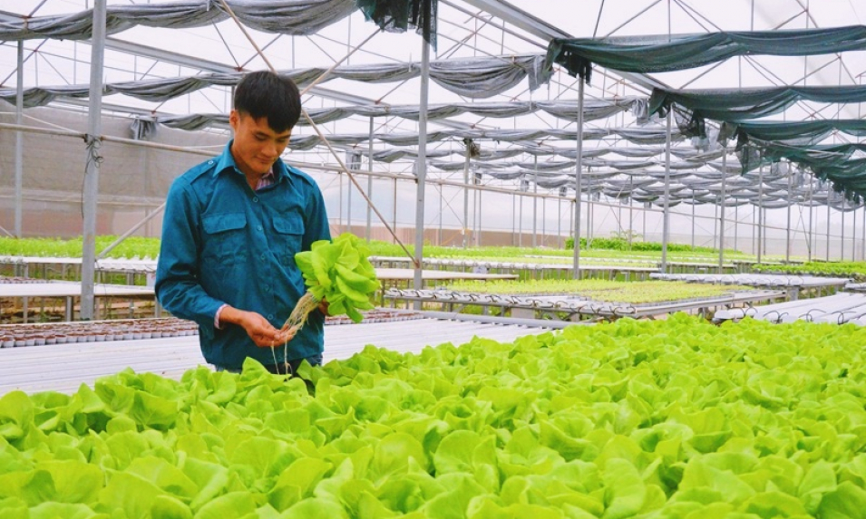 Quảng Yên phát triển thương hiệu rau an toàn