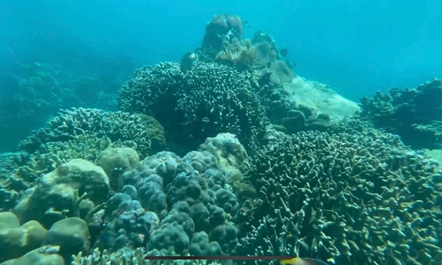 Dive tourism suspension planned to protect coral reefs in Nha Trang Bay