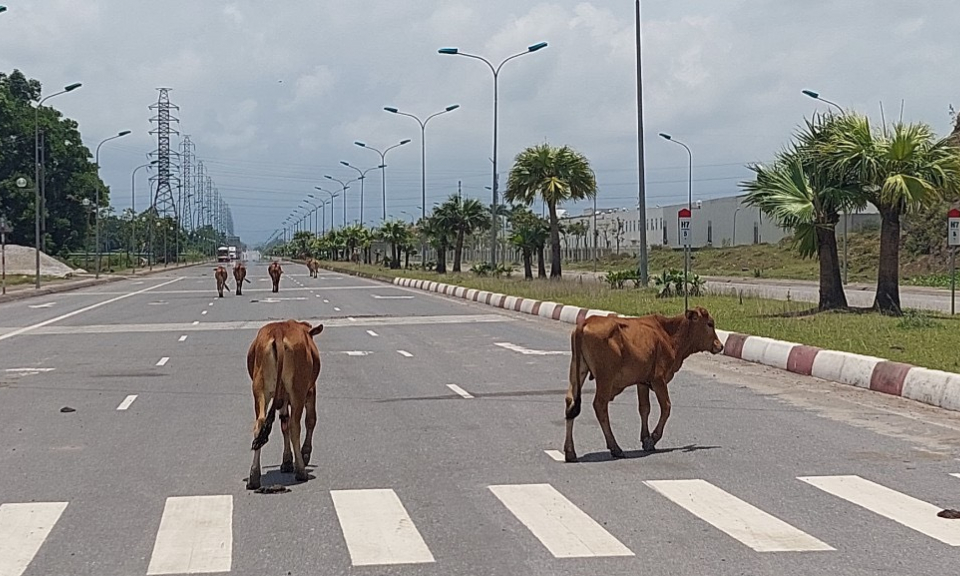 Cần xử lý nghiêm hành vi thả gia súc, động vật nuôi ngoài đường, khu công cộng
