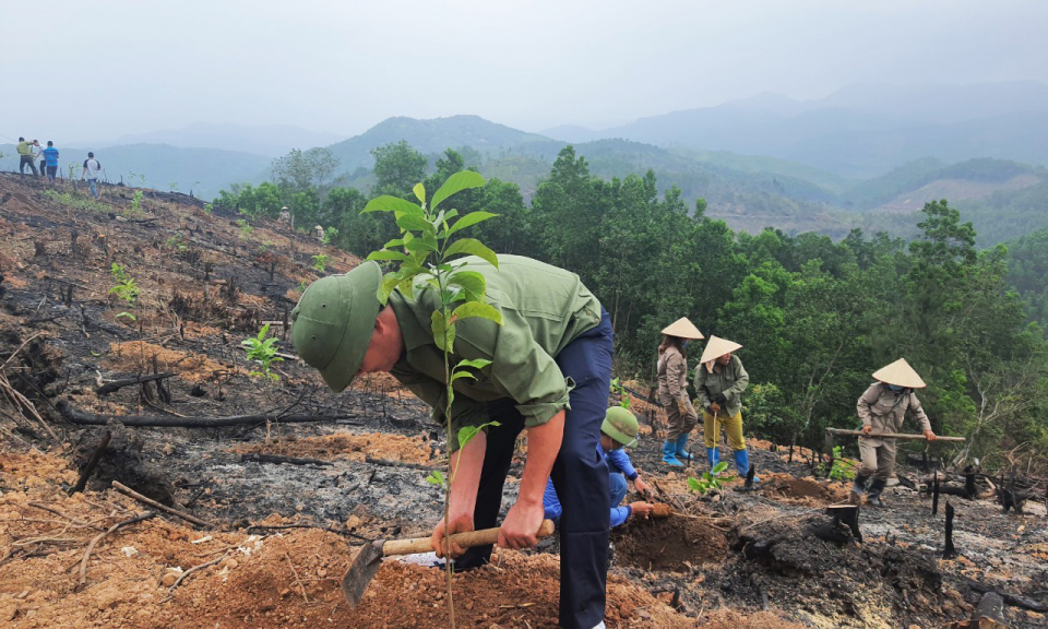 Tiến độ trồng rừng lim, giổi, lát toàn tỉnh đạt trên 55%