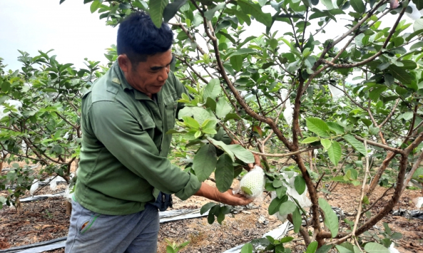 Nhân rộng các mô hình khuyến nông hiệu quả
